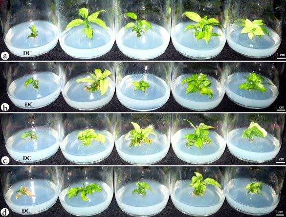 Hình 3 19 Ảnh hưởng của BA kết hợp Kin lên sự nhân chồi có nguồn gốc tTCL 1