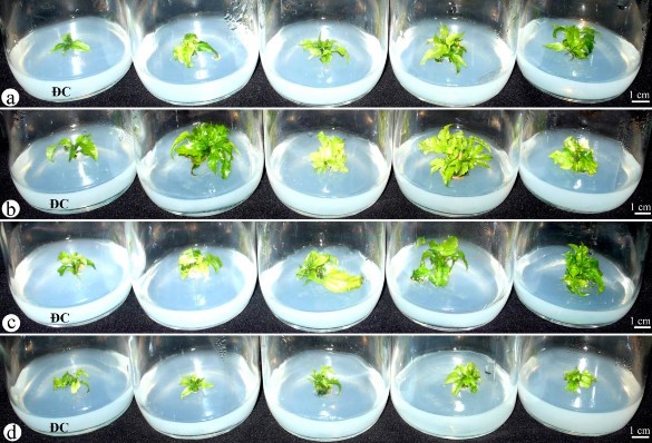 Hình 3 20 Ảnh hưởng của BA kết hợp Kin lên sự nhân chồi có nguồn gốc lTCL 2