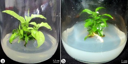 Hình 3 21 Ảnh hưởng của bình nuôi cấy không thoáng khí a và thoáng khí b 3