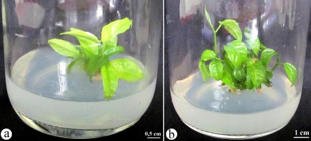 Hình 3 22 Ảnh hưởng của bình nuôi cấy không thoáng khí a và thoáng khí b 4