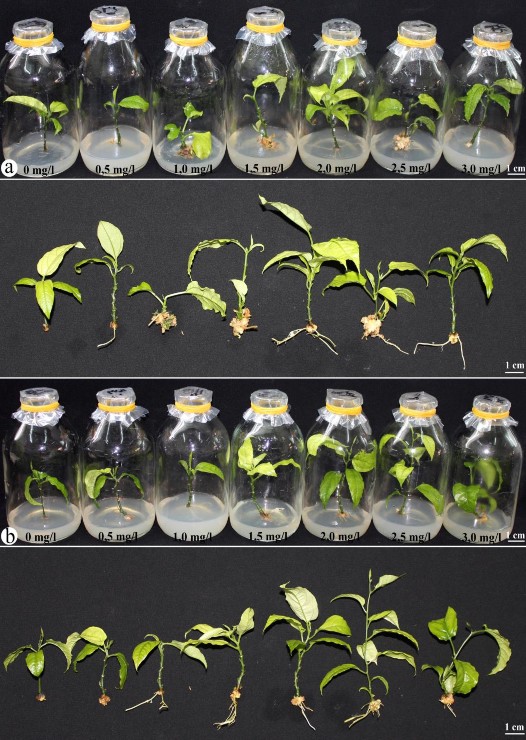 Hình 3 24 Ảnh hưởng của NAA a IBA b lên khả năng hình thành rễ của chồi 2