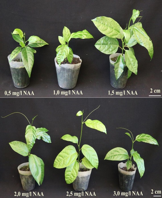 Hình 3 25 C ây chanh dây vàng in vitro có nguồn gốc từ NAA sau 10 tuần trồng ngoài 3