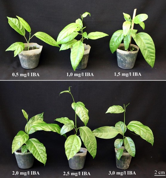 Hình 3 26 Cây chanh dây vàng in vitro có nguồn gốc từ IBA sau 10 tuần trồng ngoài 4