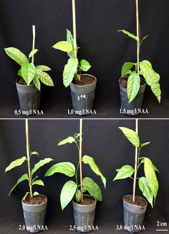 Hình 3 27 C ây chanh dây tím in vitro có nguồn gốc từ NAA sau 10 tuần trồng ngoài 5