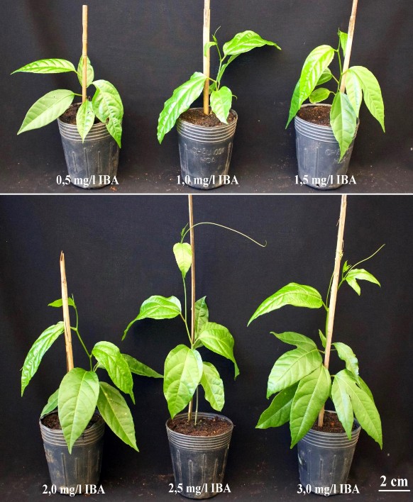 Hình 3 28 Cây chanh dây tím in vitro có nguồn gốc từ IBA sau 10 tuần trồng ngoài 1
