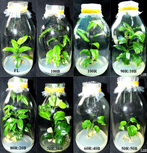 Hình 3 29 Sinh trưởng của cây con có nguồn gốc tTCL L giống chanh dây tím Đặc 2