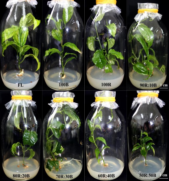 Hình 3 30 Sinh trưởng của cây con có nguồn gốc lTCL T giống chanh dây vàng Hơn 3