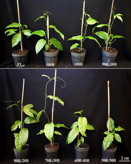 Hình 3 31 Cây chanh dây tím in vitro có nguồn gốc từ ánh sáng LED sau 10 tuần 4