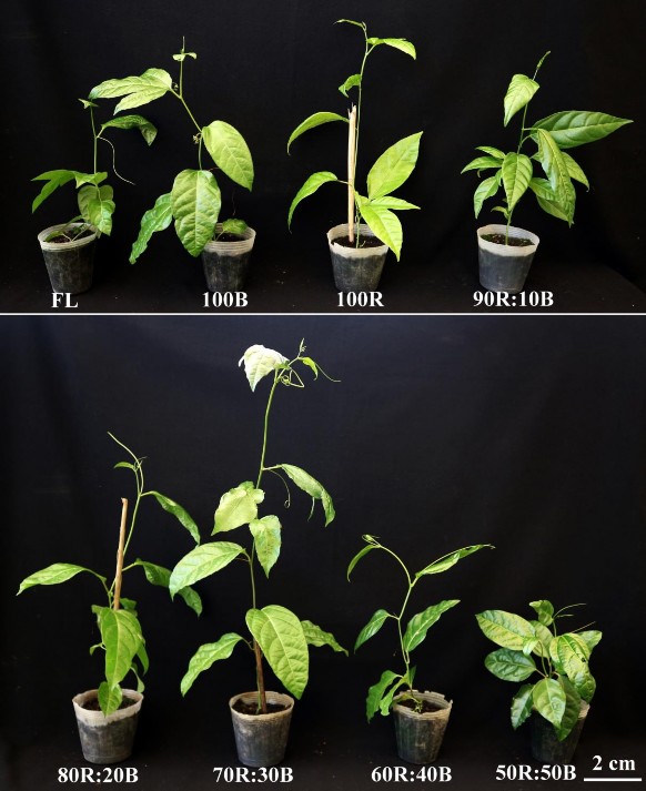 Hình 3 32 Cây chanh dây vàng in vitro có nguồn gốc từ ánh sáng LED sau 10 tuần 5