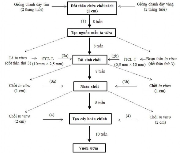 Hình 3 33 Sơ đồ quy trình nhân giống chanh dây tím và vàng thông qua kỹ thuật 1