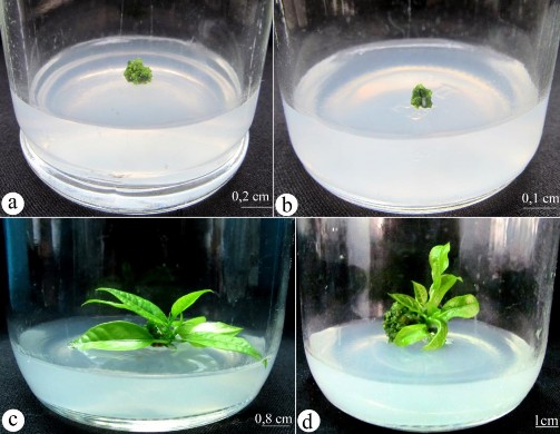 Hình 3 34 Nuôi cấy mô phân sinh đỉnh giống chanh dây tím và vàng a c chồi 2