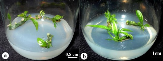 Hình 3 40 Chồi tái sinh từ tTCL L giống chanh dây tím a và lTCL T giống chanh dây 2