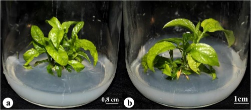 Hình 3 41 Nhân nhanh chồi chồi có nguồn gốc từ nuôi cấy mô phân sinh đỉnh 3