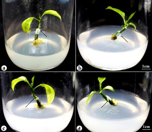 Hình 3 43 Chanh dây vi ghép có nguồn gốc từ các loại cành ghép sau 4 tuần 5