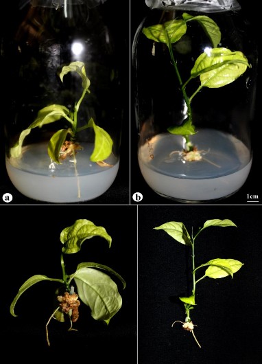 Hình 3 44 Sinh trưởng của cây chanh dây vi ghép có nguồn gốc từ các loại cành 6