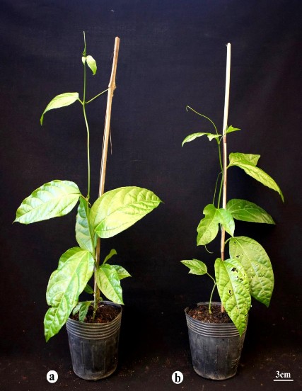 Hình 3 45 C ây chanh dây vi ghép có nguồn gốc từ các loại cành ghép sau 10 tuần 7