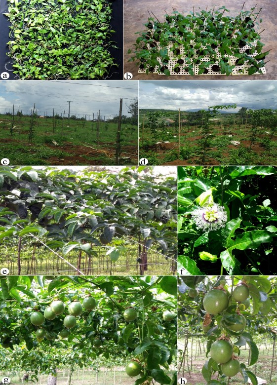 Hình 3 46 Cây chanh dây vi ghép trồng thử nghiệm ngoài đồng ruộng tại hộ ông 8