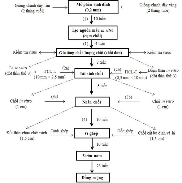 Hình 3 47 Sơ đồ quy trình nhân giống chanh dây vi ghép sạch virus thông qua kỹ 1