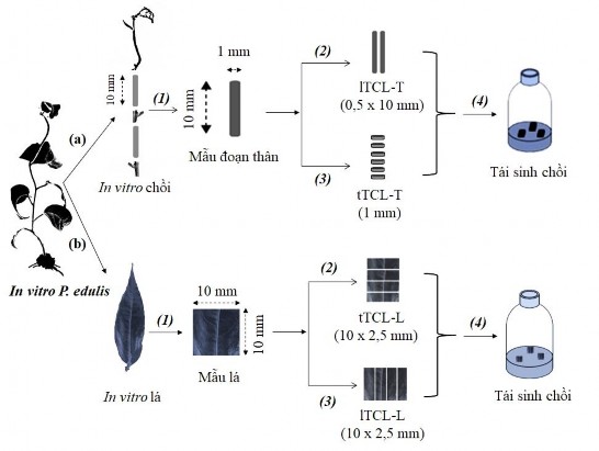 H nh 1 Sơ đồ thiết lập nuôi cấy lớp mỏng tế bào mẫu lá TCL L đoạn 1