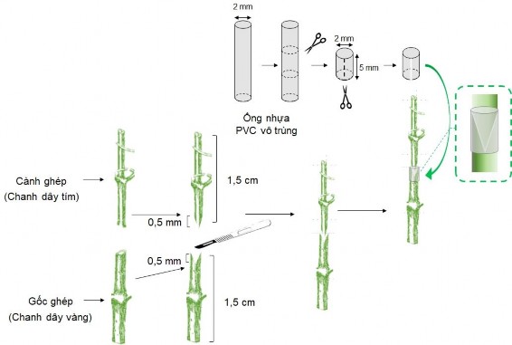 H nh 2 3 Mô tả vi ghép giữa cành ghép của chanh dây tím với gốc ghép của chanh 2