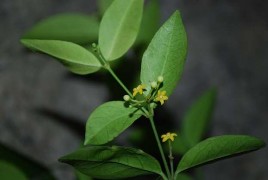 Hình 2 1 Dây thìa canh G sylvestre 2 1 2 Loài Gymnema latifolium Wall ex Wight Thân và 1