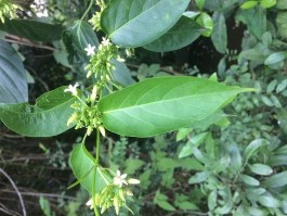 Hình 2 2 Dây thìa canh lá to G latifolium 2 2 Phương pháp nghiên cứu 2 2 1 Phương 2