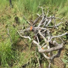 175 0 348 3 96 Igneous Rocks 25 5 1600 Phụ lục 9 Một số hình ảnh nghiên cứu 4