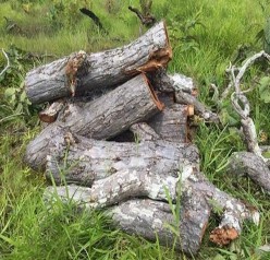 175 0 348 3 96 Igneous Rocks 25 5 1600 Phụ lục 9 Một số hình ảnh nghiên cứu 5