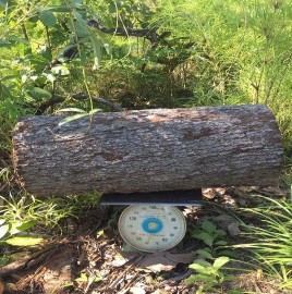 175 0 348 3 96 Igneous Rocks 25 5 1600 Phụ lục 9 Một số hình ảnh nghiên cứu 7