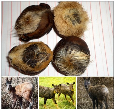 hương hươu Các hợp chất thơm này được chiết tách để phẩm dùng trong 3