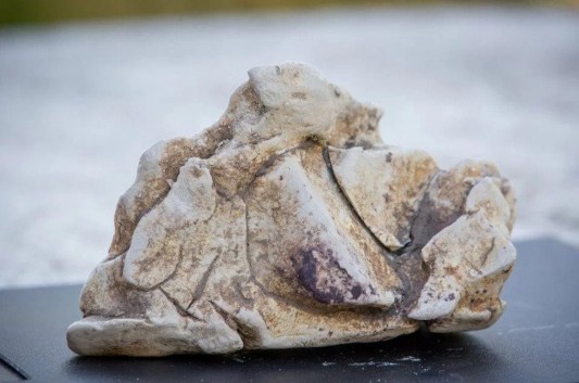 Hình 1 9 Long diên hương 1 3Thành phần cơ bản của nước hoa Nước hoa 1