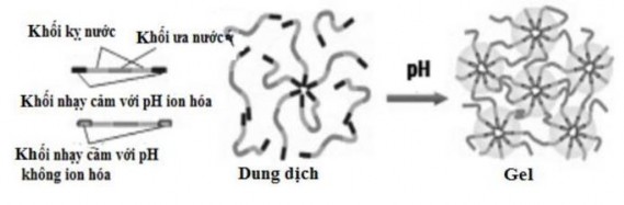 Hình 2 3 Cơ chế tạo gel của hệ nhạy cảm pH Rajoria G and Gupta A 2012  Một 1