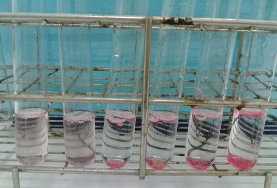 – A6 Hình 4 2 Quan sát trực quan sự hình thành gel trong các công thức A1 – 3