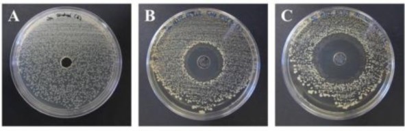 Hình 4 9 Mô hình đánh giá tính kháng khuẩn Kết quả của các kiểm tra tác dụng 1