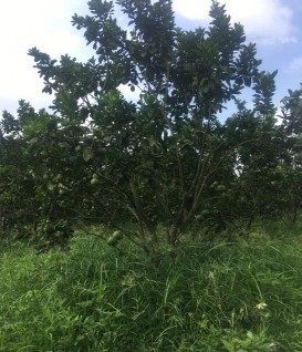 giống có thân tán phù hợp với trình độ thâm canh hiện nay Qua nghiên cứu thí 1