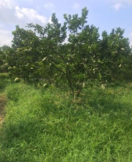 giống có thân tán phù hợp với trình độ thâm canh hiện nay Qua nghiên cứu thí 2