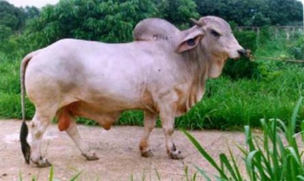 Nuôi trâu bò đực giống Nghề Nuôi và phòng trị bệnh cho trâu bò - 1