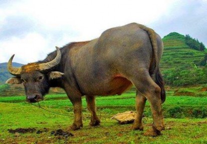 Hình 1 1 Trâu đực giống Việt Nam 1 2 Xác định giống trâu nhập nội Trâu 2