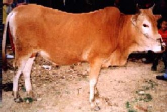 Hình 2 1 Bò đực giống vàng Việt Nam Ngoại hình cân xứng con đực đầu to 3