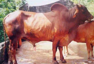 Hình 2 2 Bò đực giống Lai Sind Bò Lai Sind là kết quả tạp giao giữa bò Red 4