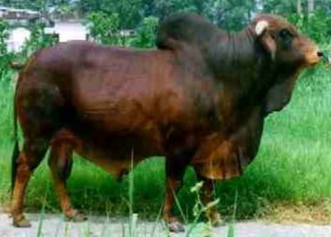 Hình 2 3 Bò Sin đực Red Sindhi Đặc điểm ngoại hình Lông màu đỏ cánh 5