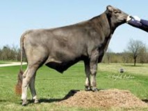 Lông màu nâu một số ít màu sáng đậm hay nâu xám Hình 2 5a Bò màu nâu Hình 2