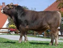 Hình 2 5a Bò màu nâu Hình 2 5b Bò màu sáng đậm Hình 2 5a Bò màu nâu xám Đầu 3