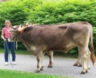 Hình 2 5a Bò màu nâu Hình 2 5b Bò màu sáng đậm Hình 2 5a Bò màu nâu xám Đầu 4