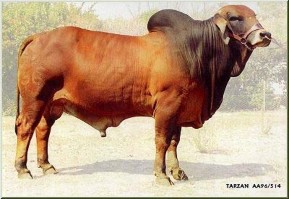 Hình 2 8a Brahman màu lông đỏ Hình 2 8b Brahman màu lông trắng gio b Bò Drought 5