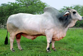Hình 2 8a Brahman màu lông đỏ Hình 2 8b Brahman màu lông trắng gio b Bò Drought 6