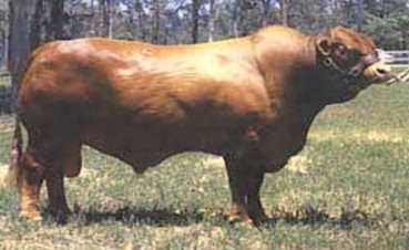 Hình 2 9 Bò đực giống Drought Master Lông màu đỏ ở đầu ngực phần dưới 7