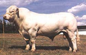 Hình 2 10 Bò đực giống Charolais Nguồn gốc Nước Pháp Đặc điểm ngoại 8