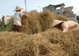 Hình 3 1 Rơm rạ phơi khô Hình 3 2 Bảo quản rơm rạ khô cho trâu bò Mềm hóa 1