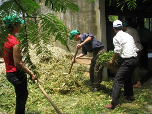 Phơi héo thân cây ngô Phơi héo ngô khoảng nửa ngày nhưng không nên phơi quá 10